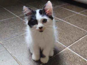 Gato raça  idade Abaixo de 2 meses nome frajolinha