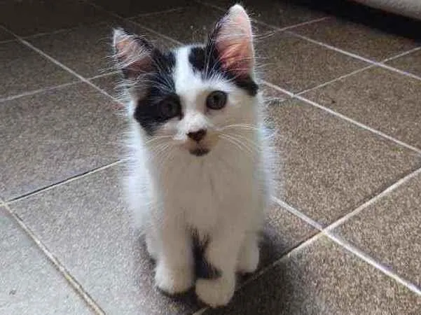 Gato ra a  idade Abaixo de 2 meses nome frajolinha