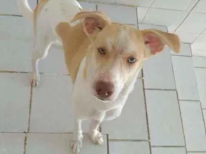 Cachorro raça Não sei  idade 7 a 11 meses nome Galego