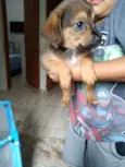 Não tem