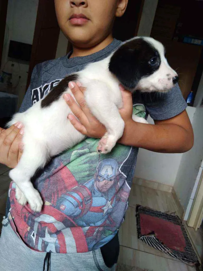 Cachorro ra a Misturado  idade Abaixo de 2 meses nome Gorda 