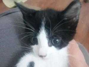 Gato raça SRD idade 2 a 6 meses nome MAGOO