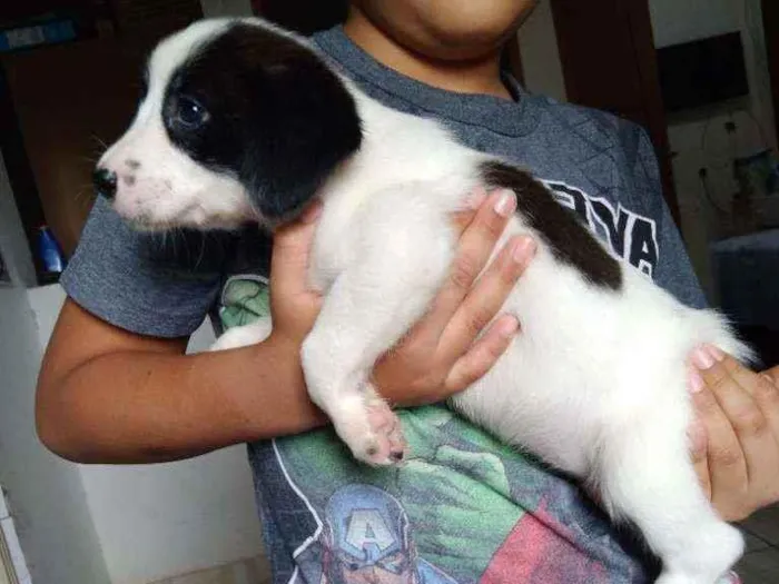 Cachorro ra a Misturado  idade Abaixo de 2 meses nome Gorda 