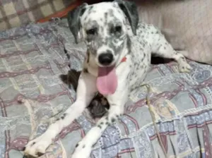 Cachorro raça Dálmata  idade 7 a 11 meses nome Paco bb dálmata fofo