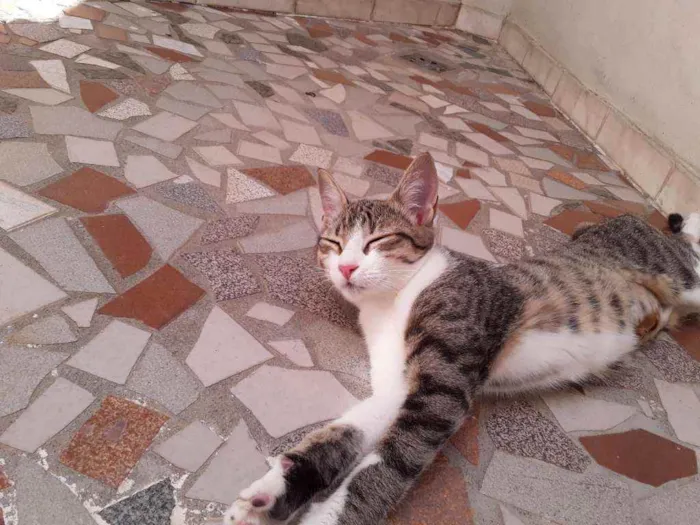 Gato ra a SRD idade 2 a 6 meses nome Taiga