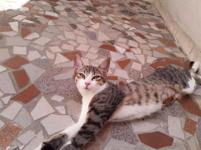 Gato ra a SRD idade 2 a 6 meses nome Taiga
