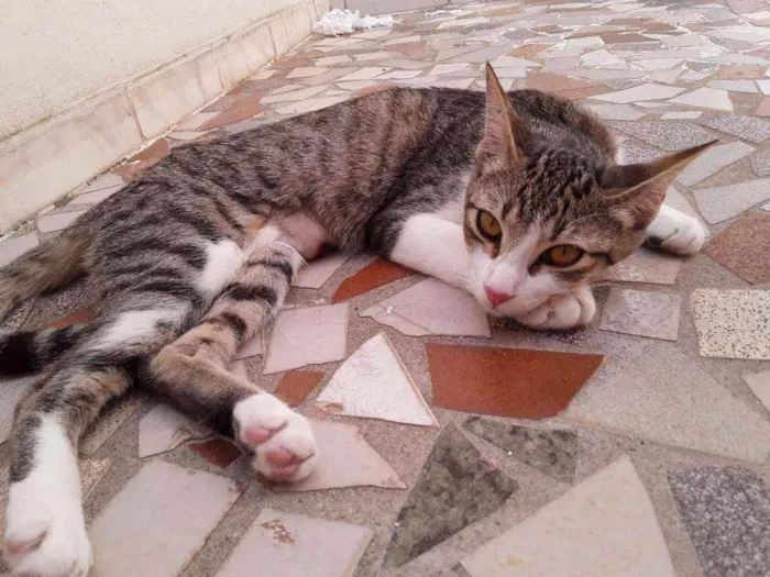 Gato ra a SRD idade 2 a 6 meses nome Taiga