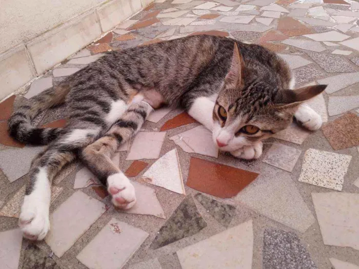 Gato ra a SRD idade 2 a 6 meses nome Taiga