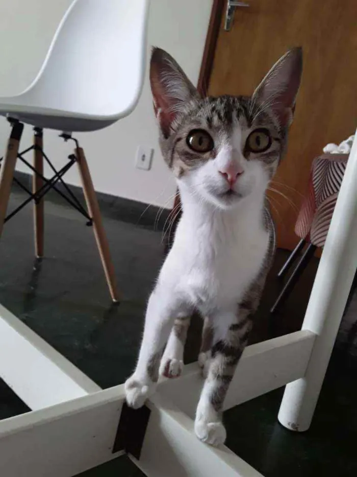 Gato ra a SRD idade 2 a 6 meses nome Taiga