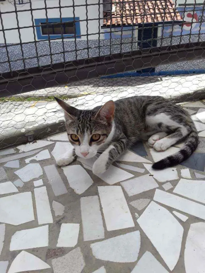 Gato ra a SRD idade 2 a 6 meses nome Taiga