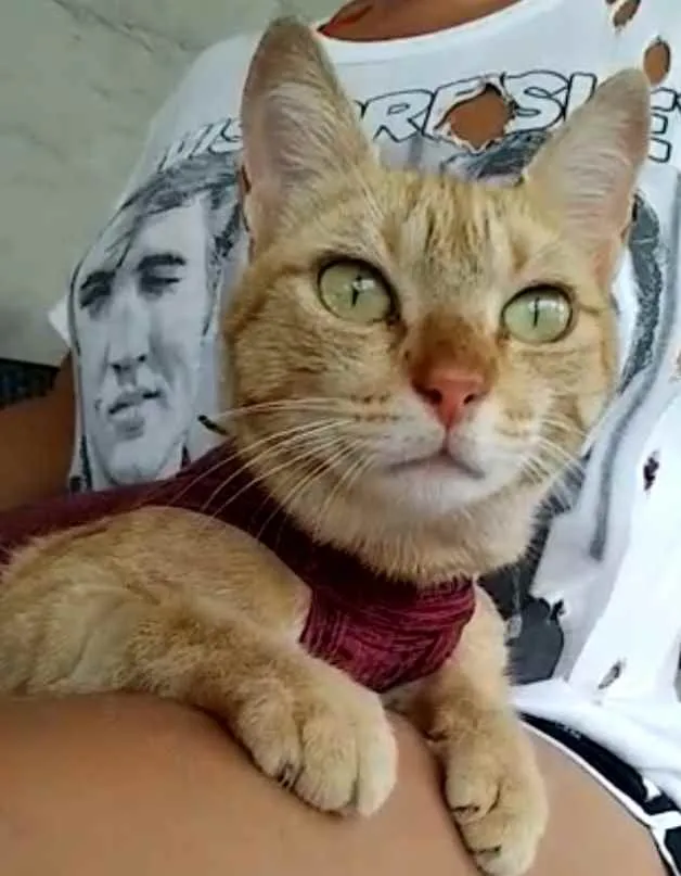Gato ra a Srd idade 1 ano nome Ohana