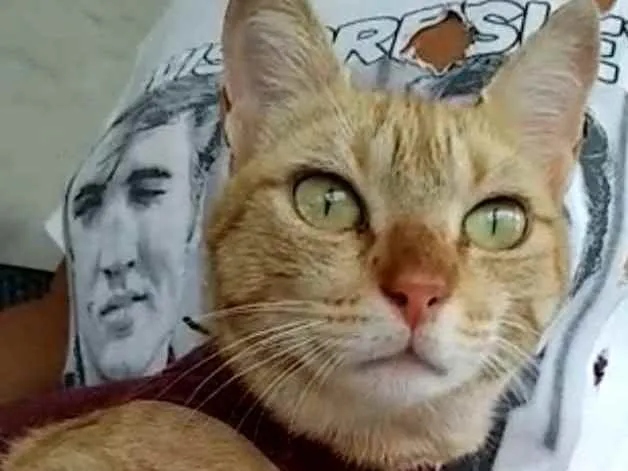 Gato ra a Srd idade 1 ano nome Ohana