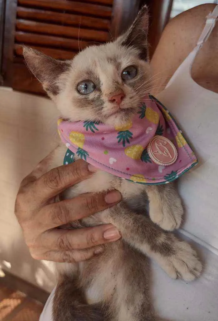 Gato ra a SRD idade 2 a 6 meses nome Charlotte