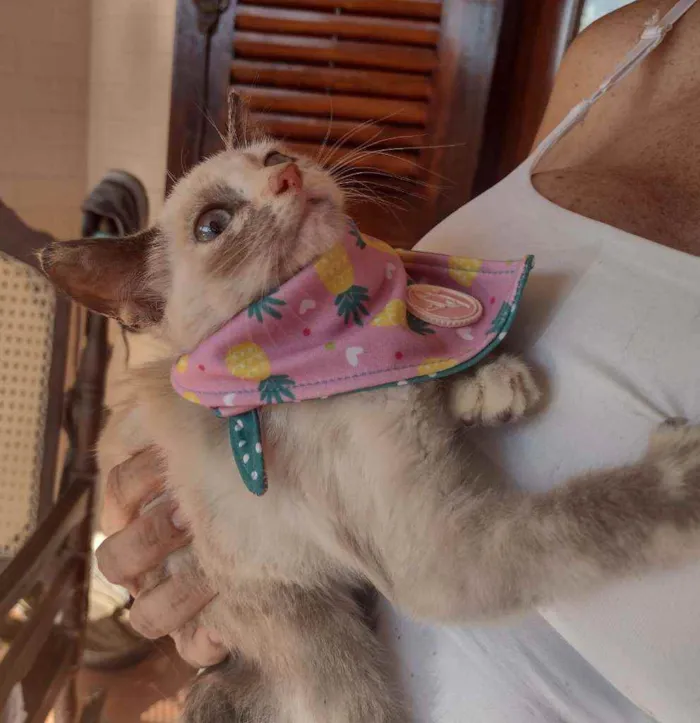Gato ra a SRD idade 2 a 6 meses nome Charlotte