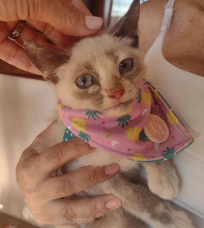 Gato ra a SRD idade 2 a 6 meses nome Charlotte