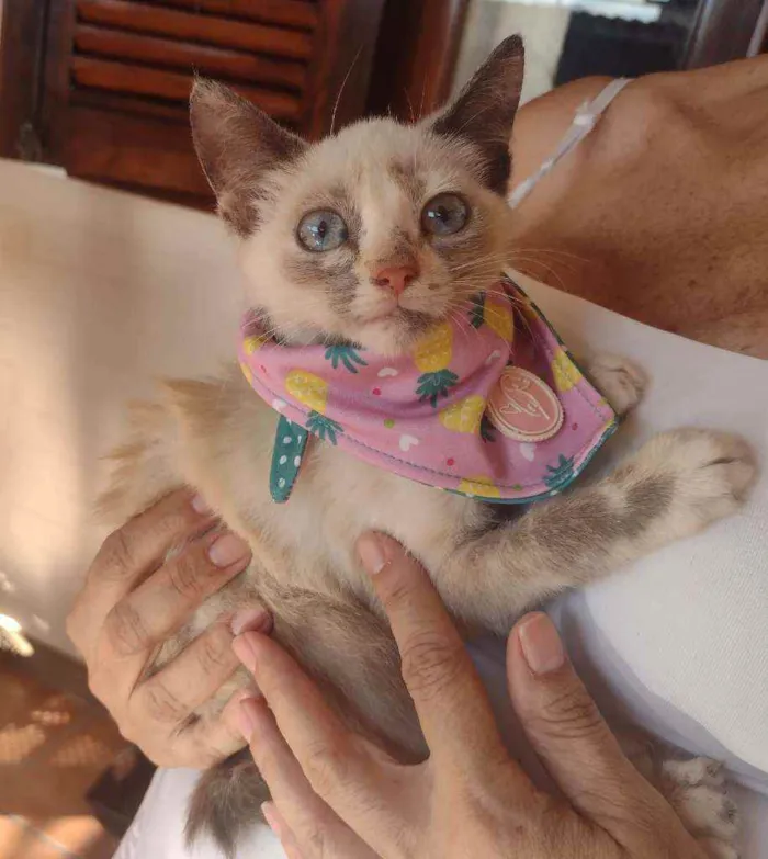 Gato ra a SRD idade 2 a 6 meses nome Charlotte