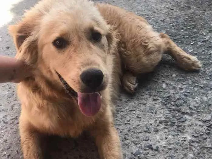 Cachorro ra a Golden Retriever Misturado  idade Abaixo de 2 meses nome Bradock