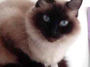 Gato raça Siamês  idade 1 ano nome Gatinha linda 