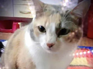 Gato raça Srd idade 1 ano nome Fumaça linda 