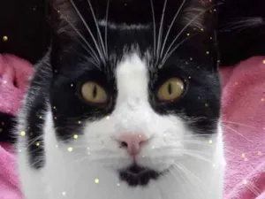 Gato raça Srd  idade 1 ano nome Pitoco SUPER Fofo