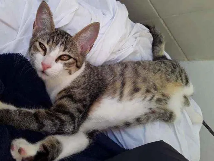 Gato ra a SRD idade 2 a 6 meses nome Taiga