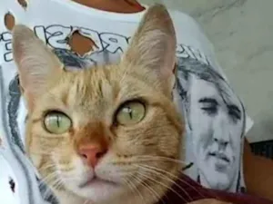 Gato raça Srd idade 1 ano nome Ohana