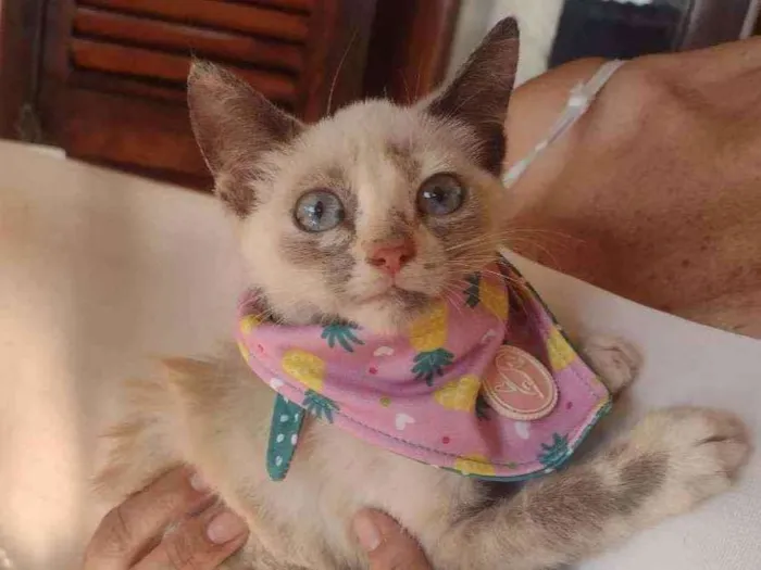Gato ra a SRD idade 2 a 6 meses nome Charlotte