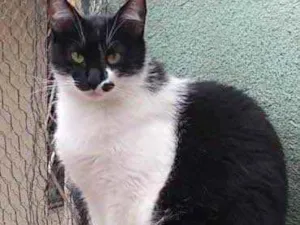 Gato raça Srd idade 1 ano nome Sarah Linda 