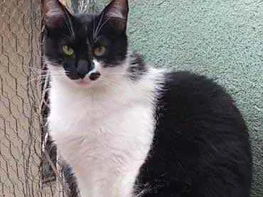 Gato raça Srd idade 1 ano nome Sarah Linda 