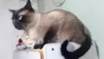 Gato raça Siamês  idade 1 ano nome Nick siamês lindo 