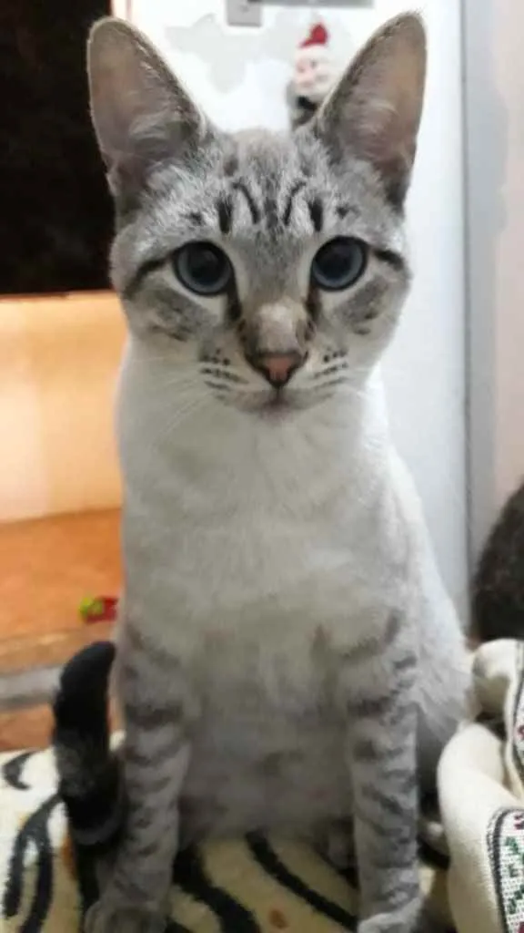 Gato raça Srd idade 7 a 11 meses nome Biscoito bebê lindo 