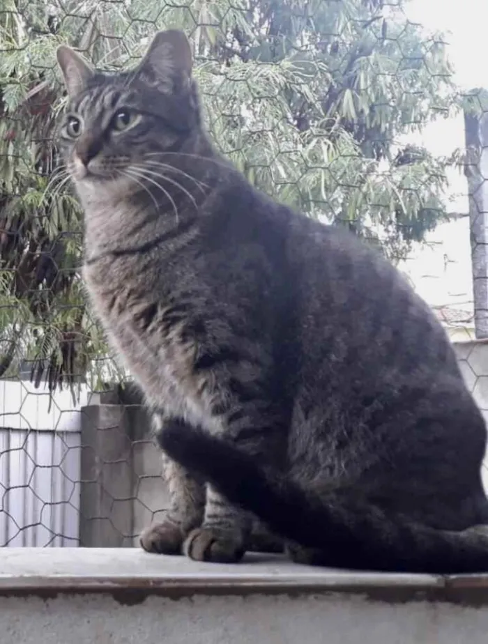 Gato raça Srd idade 1 ano nome Gucci lindo 