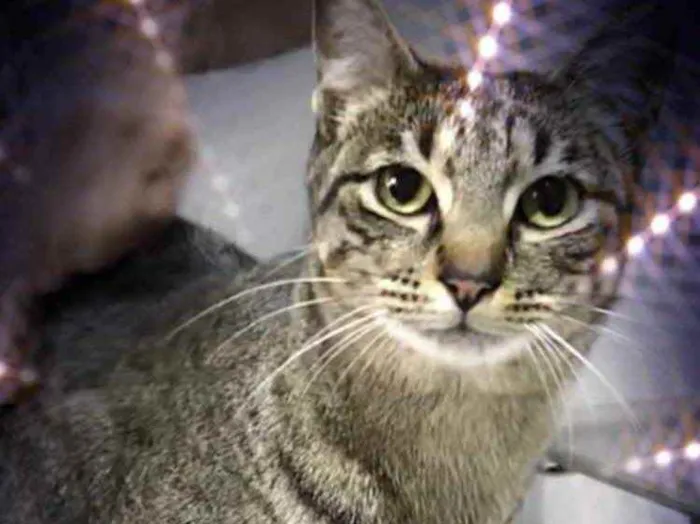 Gato raça Srd idade 1 ano nome Gucci lindo 