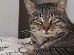 Gato raça Srd idade 1 ano nome Giorgio Armani lindo