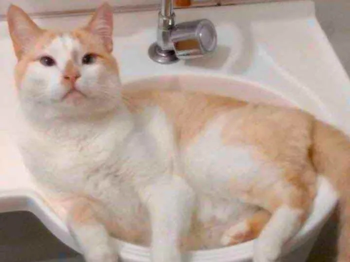 Gato raça Srd idade 2 anos nome Luck carinhoso