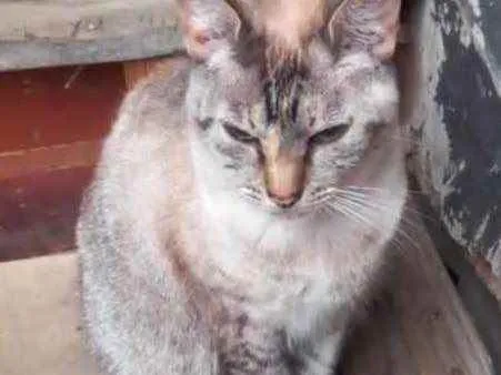 Gato raça Srd idade 1 ano nome Miss Tippy urgente