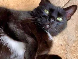 Gato raça Srd idade 1 ano nome Luna Linda boazinha 