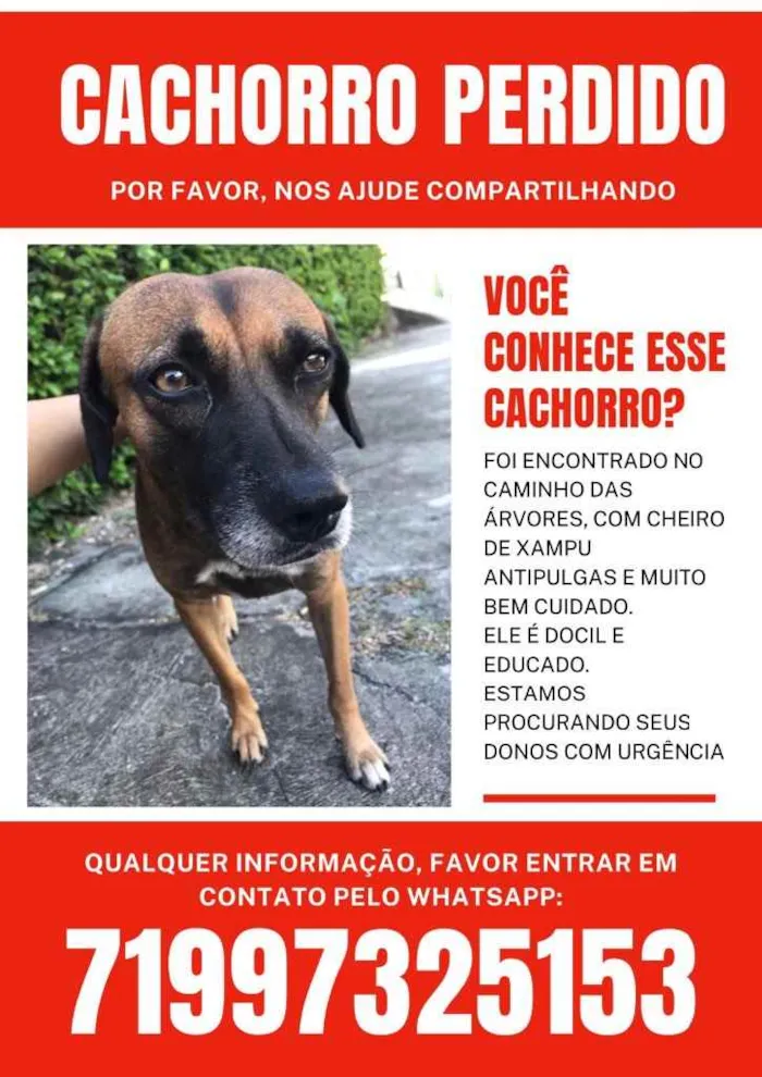 Cachorro ra a Sem raça  idade 4 anos nome Sem nome 