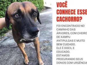 Cachorro raça Sem raça  idade 4 anos nome Sem nome 