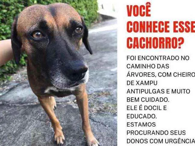 Cachorro ra a Sem raça  idade 4 anos nome Sem nome 