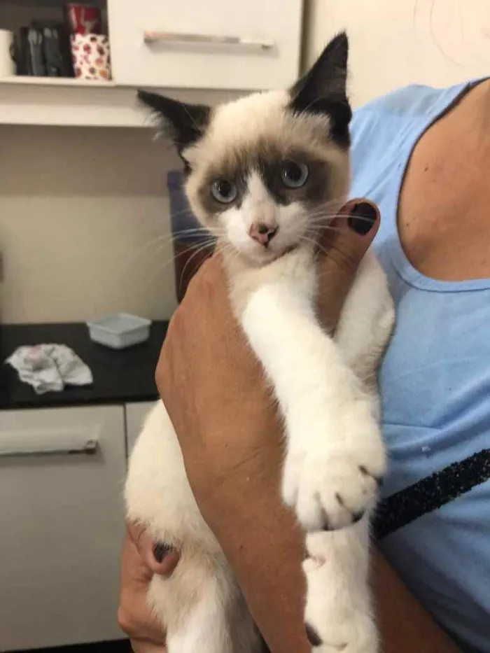 Gato raça Srd idade 2 a 6 meses nome Sem nome 