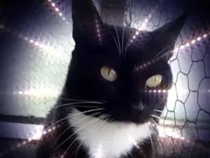 Gato raça Srd idade 1 ano nome Gigi Linda 
