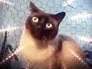 Gato raça Siamês  idade 1 ano nome Nick siamês lindo 