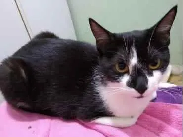 Gato raça Srd idade 1 ano nome Linguiça linda gatin