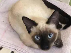 Gato raça Srd idade 2 a 6 meses nome Sem nome 