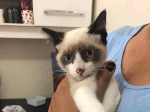 Gato raça Srd idade 2 a 6 meses nome Sem nome 