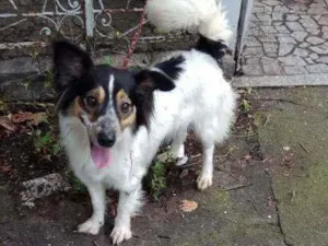 Cachorro raça Srd idade 1 ano nome Vitty
