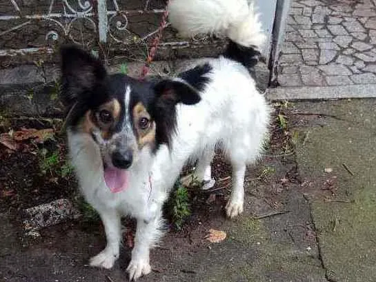 Cachorro raça Srd idade 1 ano nome Vitty