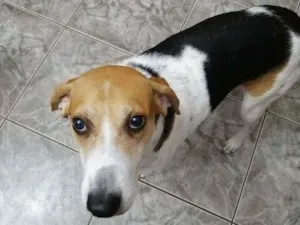 Cachorro raça Pointer idade 2 anos nome Luna