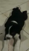 Bidu